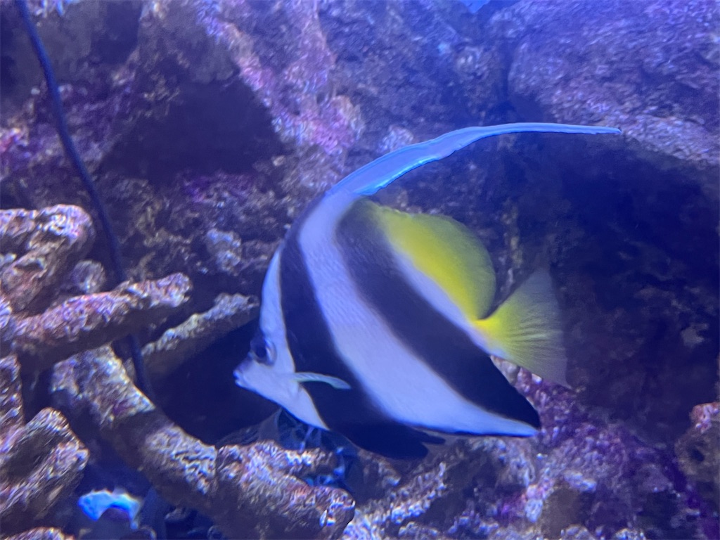 f:id:narutabi:20260526215724j:image