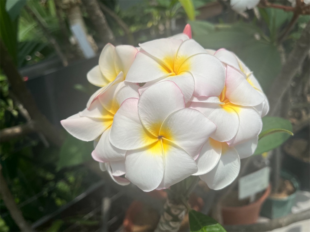 f:id:narutabi:20260526215742j:image