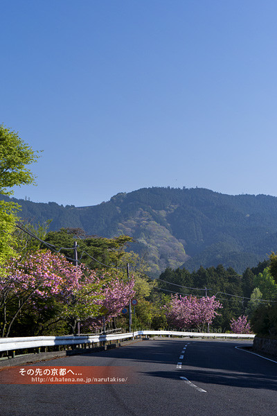 比叡山延暦寺の桜ほか 東塔 その先の京都へ