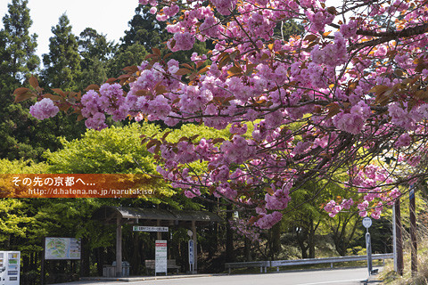 比叡山延暦寺の桜ほか 西塔 その先の京都へ