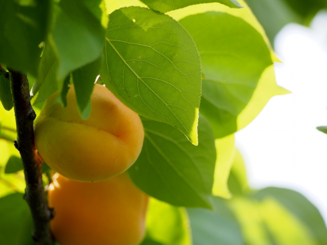 f:id:naruyama:20201115221701j:plain