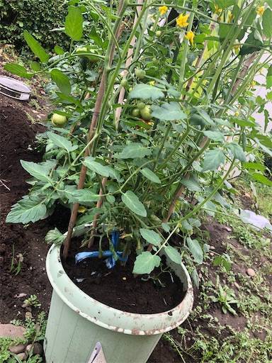 プランターのトマトの植え替え やりたいことをやるだけさ