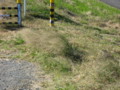 [風景]風で揺れる草