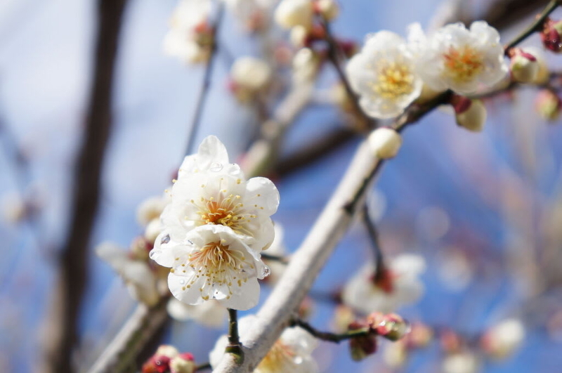 家の梅の花2024 - nasu_star’s blog