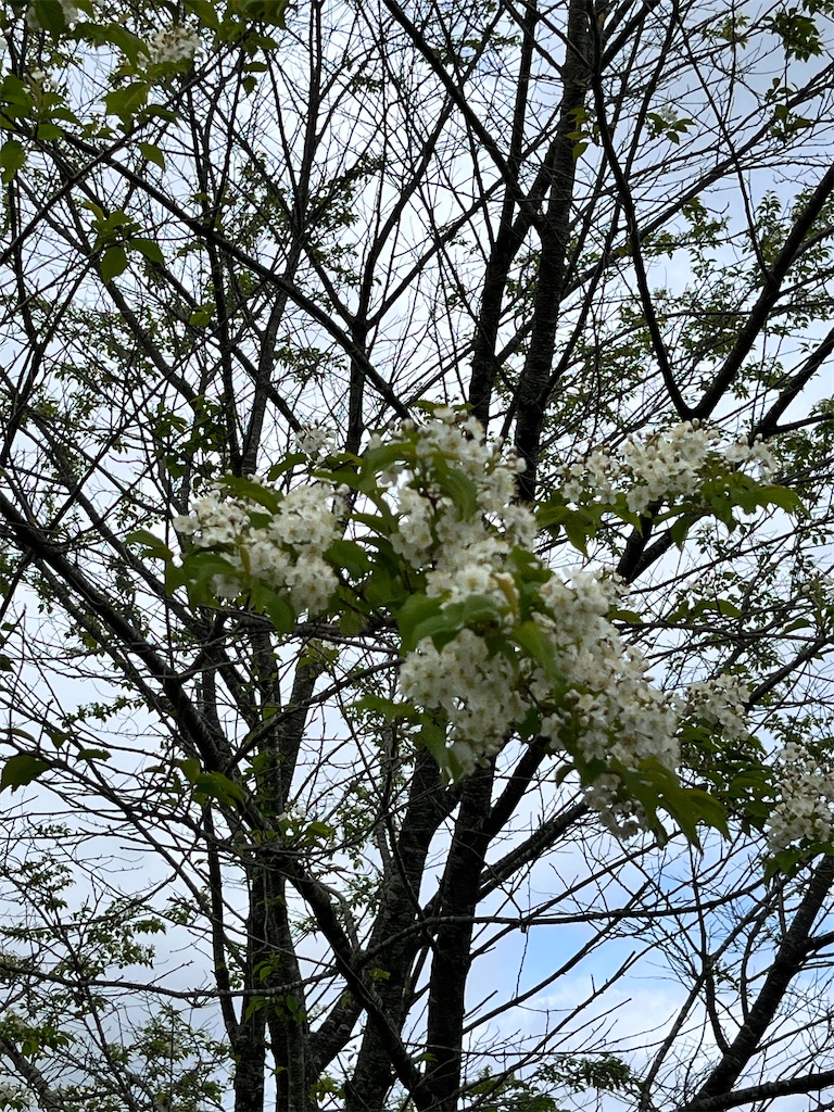 f:id:nasuko7:20230827055739j:image