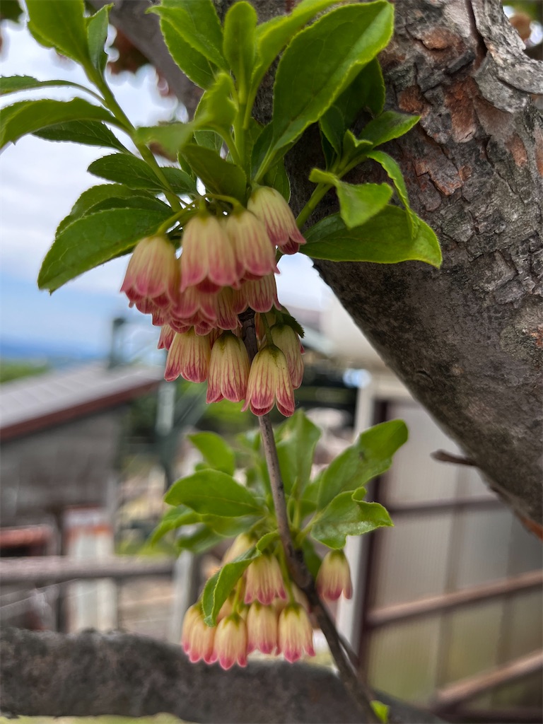 f:id:nasuko7:20230827060755j:image
