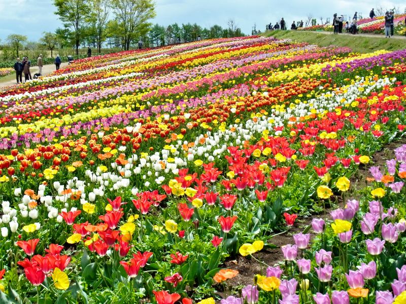 華麗な「チューリップ」那須フラワーワールド ＜3＞（おわり） 那須高原のとっておき！