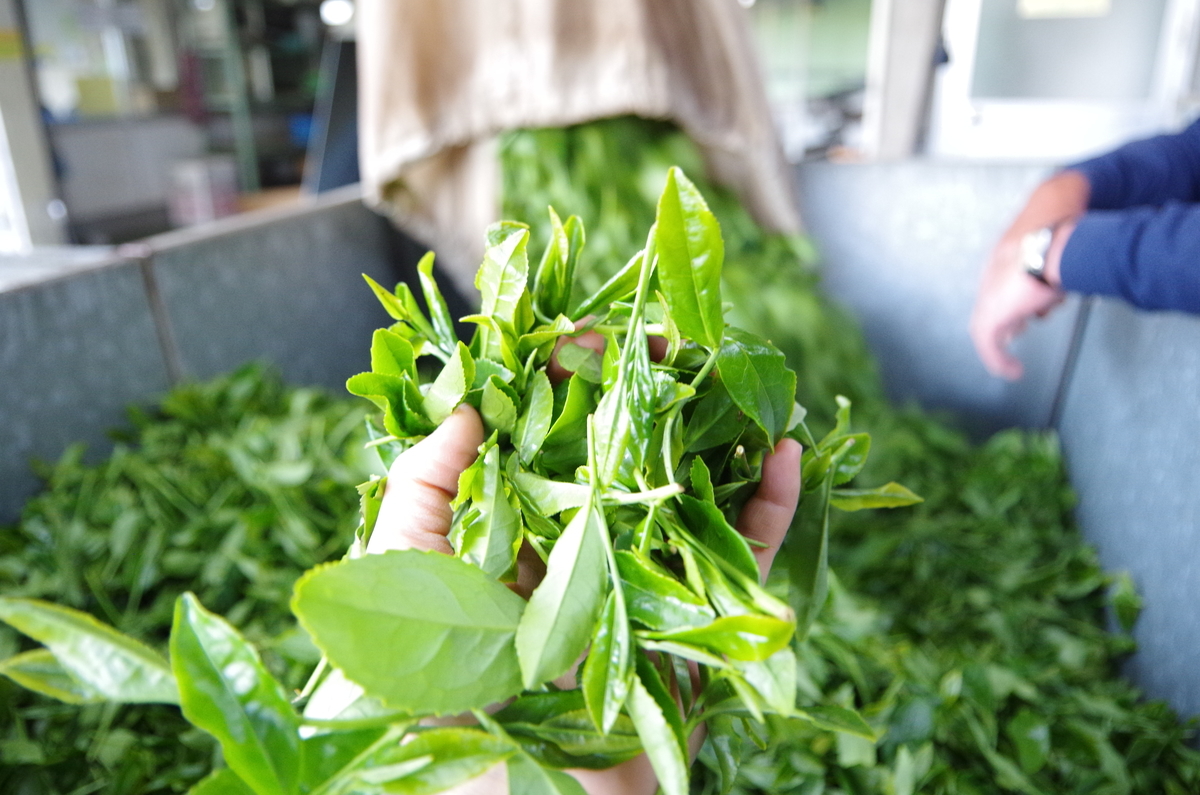 f:id:nat2uki:20190513084128j:plain