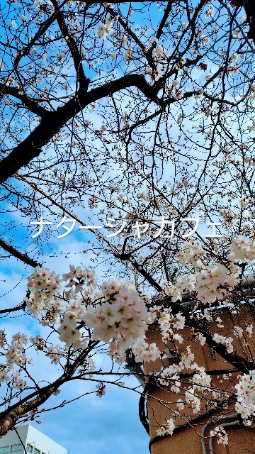 f:id:natashacafe:20250409193019j:image