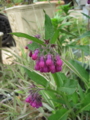f:id:natch61525:20130419115552j:image:medium:left