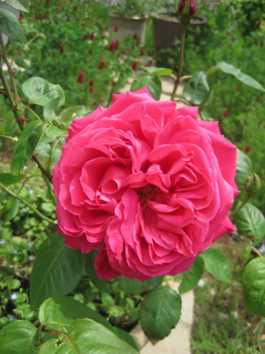 f:id:natch61525:20130423103601j:image:w360:left