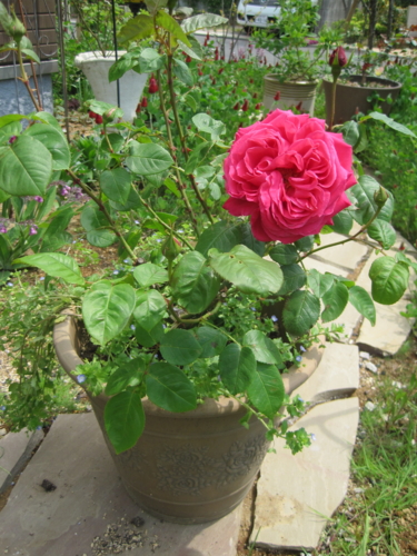 f:id:natch61525:20130423103618j:image:w360:left
