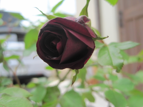 f:id:natch61525:20130423104030j:image:w360:left