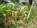 f:id:natch61525:20130423104510j:image:medium:left