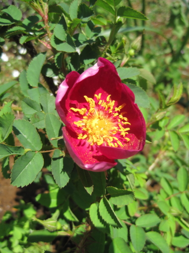 f:id:natch61525:20130427110559j:image:w360:left