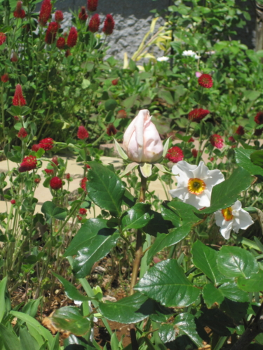 f:id:natch61525:20130427110614j:image:w360:left