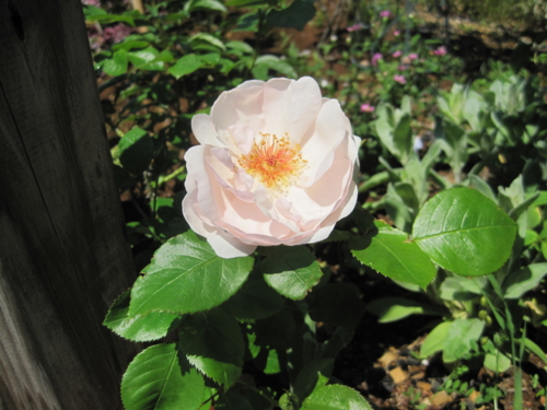 f:id:natch61525:20130427110743j:image:w360:left