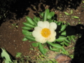 f:id:natch61525:20130427111051j:image:medium:left