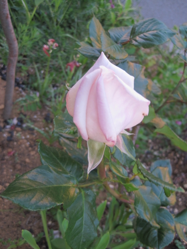 f:id:natch61525:20130428174822j:image:w360:left