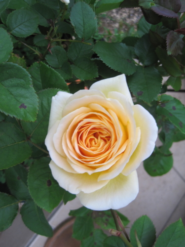 f:id:natch61525:20130430160338j:image:w360:left