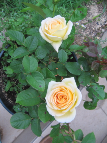 f:id:natch61525:20130430160346j:image:w360:left
