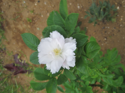 f:id:natch61525:20130430160429j:image:w360:left