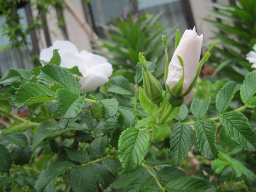 f:id:natch61525:20130430160654j:image:w360:left