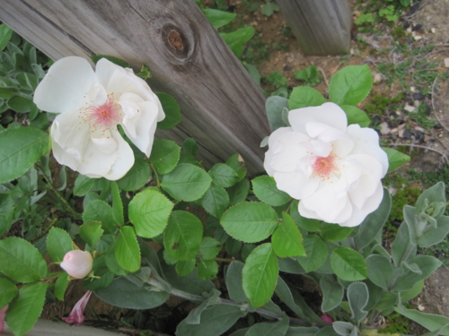 f:id:natch61525:20130430160747j:image:w360:left