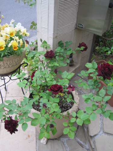 f:id:natch61525:20130430161026j:image:w360:left