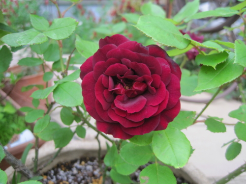 f:id:natch61525:20130430161046j:image:w360:left