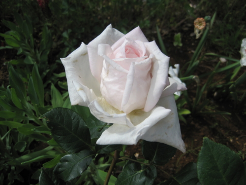 f:id:natch61525:20130502134708j:image:w360:left