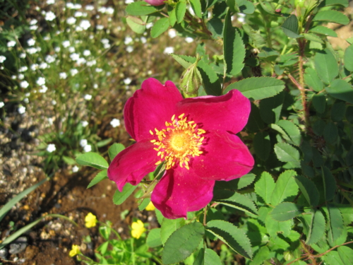 f:id:natch61525:20130503141044j:image:w360:left