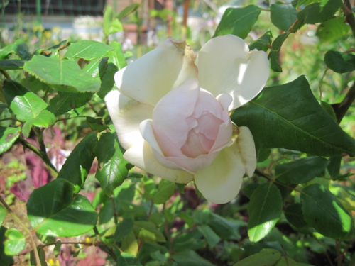 f:id:natch61525:20130503141206j:image:w360:left