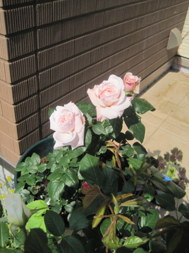 f:id:natch61525:20130504084255j:image:w360:left