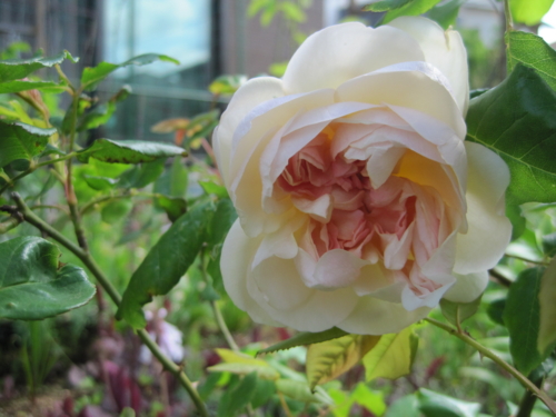f:id:natch61525:20130504084735j:image:w360:left