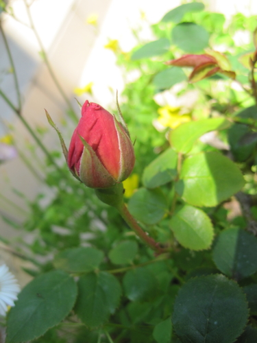 f:id:natch61525:20130505121551j:image:w360:left