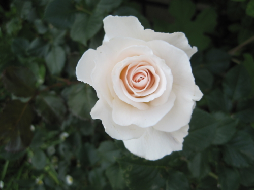 f:id:natch61525:20130506151038j:image:w360:left