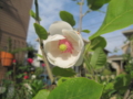 f:id:natch61525:20130506151832j:image:medium:left