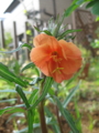 f:id:natch61525:20130506152425j:image:medium:left