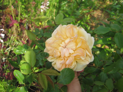 f:id:natch61525:20130506154406j:image:w360:left