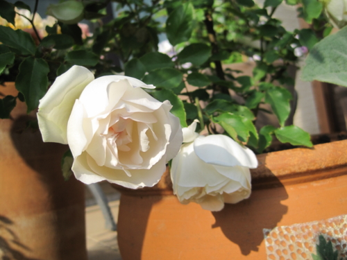 f:id:natch61525:20130506154558j:image:w360:left