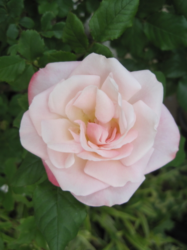 f:id:natch61525:20130506154907j:image:w360:left