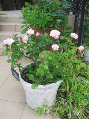 f:id:natch61525:20130506154918j:image:w360:left