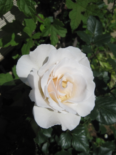 f:id:natch61525:20130507091340j:image:w360:left