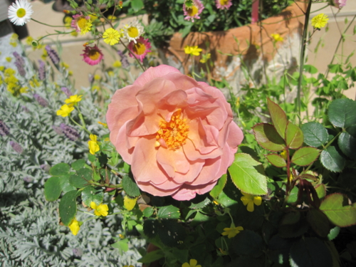 f:id:natch61525:20130507091535j:image:w360:left