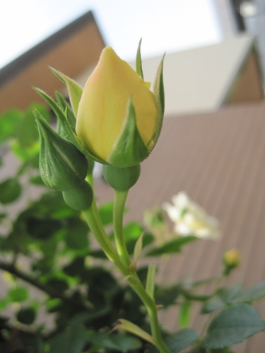f:id:natch61525:20130510115759j:image:w360:left
