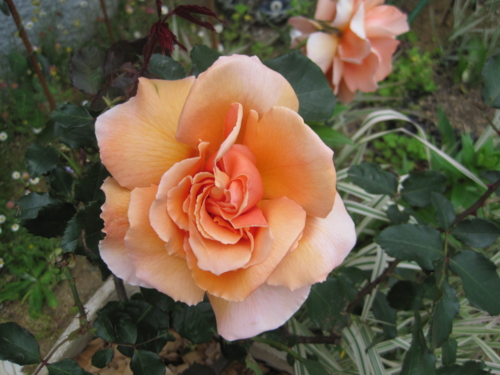 f:id:natch61525:20130510162001j:image:w360:left