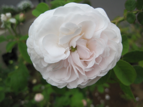 f:id:natch61525:20130510162321j:image:w360:left