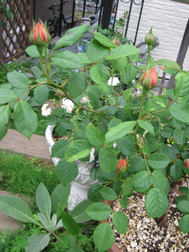 f:id:natch61525:20130511070458j:image:w360:left