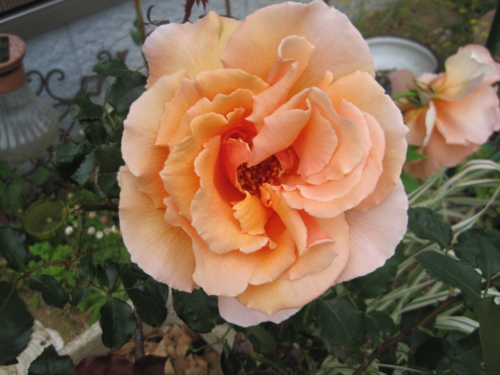 f:id:natch61525:20130511070634j:image:w360:left f:id:natch61525:20130511070634j:image:w360:left
